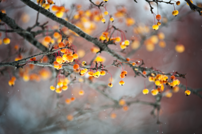 20161211-dsc_9377-edit-copy