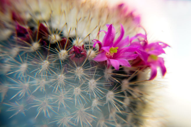 20170226-DSC_0717-Edit