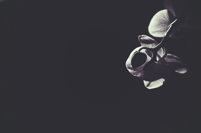 20170226-DSC_0853-Edit copy.png