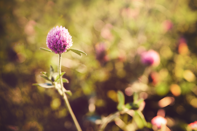 120170702-DSC_1756-Edit copy