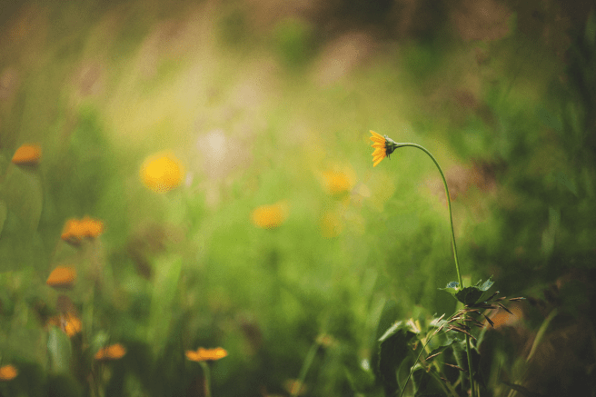 20170707-DSC_1838-Edit copy