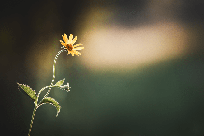 20170718-DSC_1953-Edit copy 4